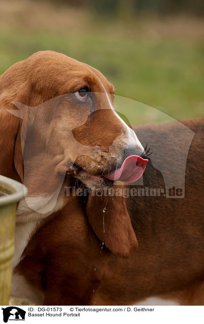 Basset Hound Portrait / Basset Hound Portrait / DG-01573