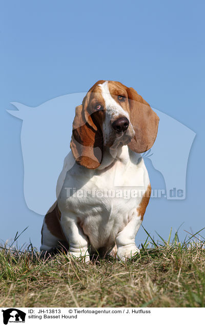 sitting Basset Hound / JH-13813
