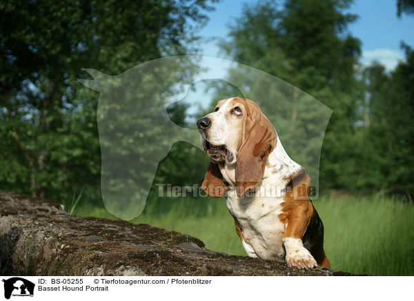 Basset Hound Portrait / Basset Hound Portrait / BS-05255