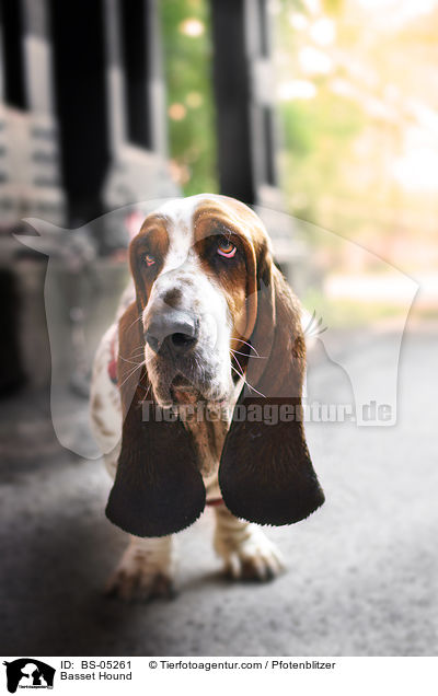 Basset Hound / Basset Hound / BS-05261