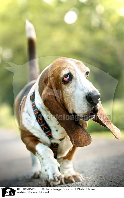 laufender Basset Hound / walking Basset Hound / BS-05266