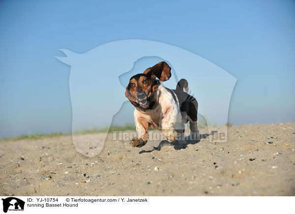 running Basset Hound / YJ-10754