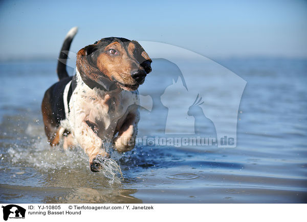 running Basset Hound / YJ-10805