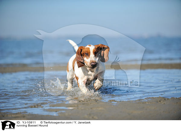 running Basset Hound / YJ-10811