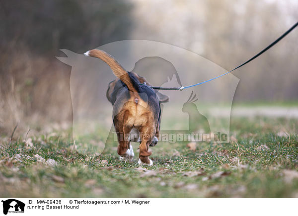 rennender Basset Hound / running Basset Hound / MW-09436