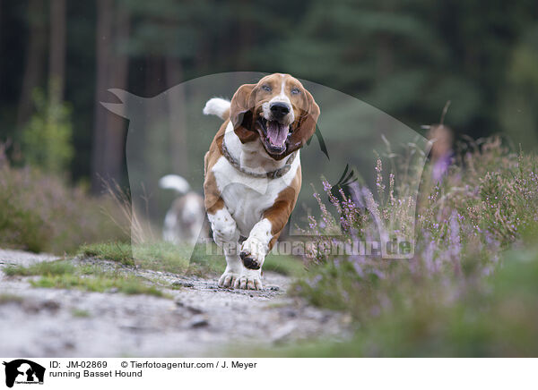 rennender Basset Hound / running Basset Hound / JM-02869