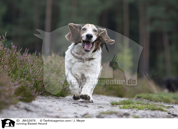 rennender Basset Hound / running Basset Hound / JM-02876