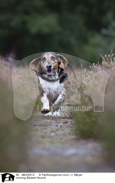 rennender Basset Hound / running Basset Hound / JM-02913