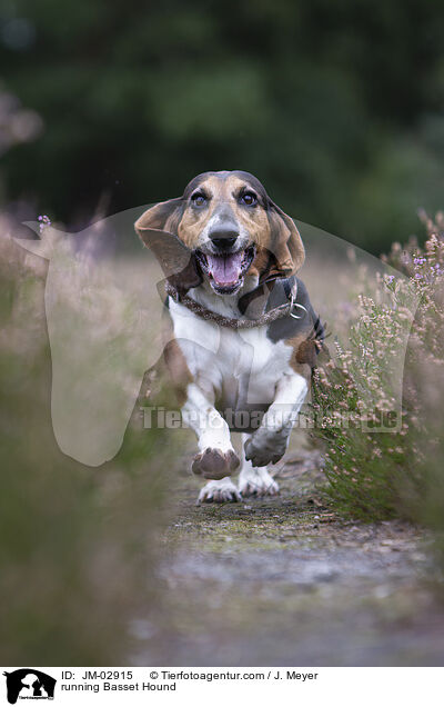 rennender Basset Hound / running Basset Hound / JM-02915
