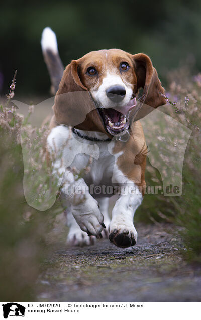rennender Basset Hound / running Basset Hound / JM-02920