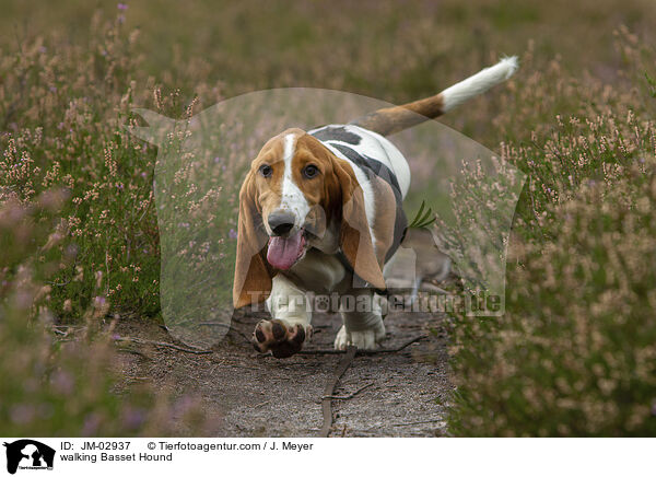walking Basset Hound / JM-02937
