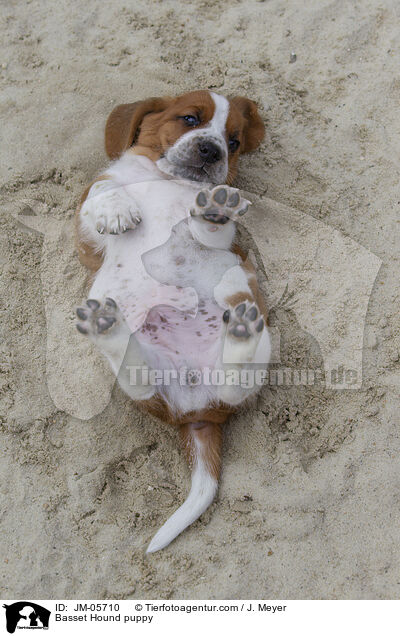 Basset Hound Welpe / Basset Hound puppy / JM-05710