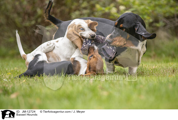 Basset Hounds / Basset Hounds / JM-12724