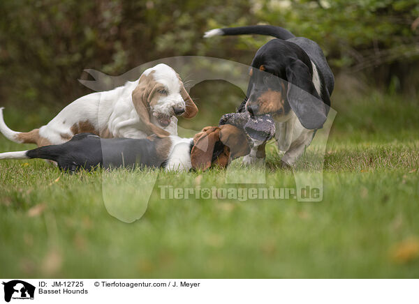 Basset Hounds / Basset Hounds / JM-12725