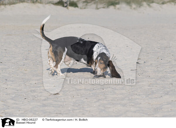 Basset Hound / Basset Hound / HBO-06227