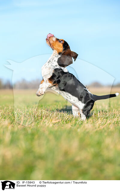 Basset Hound Welpe / Basset Hound puppy / IF-15843