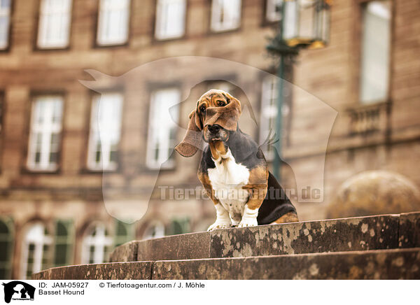 Basset Hound / Basset Hound / JAM-05927