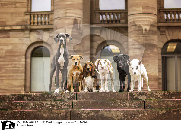 Basset Hound / Basset Hound / JAM-06139