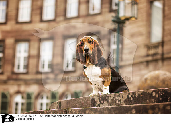 Basset Hound / Basset Hound / JAM-06317