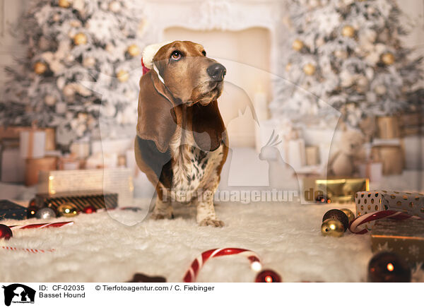 Basset Hound / Basset Hound / CF-02035