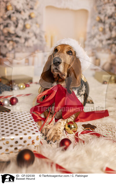 Basset Hound / Basset Hound / CF-02039