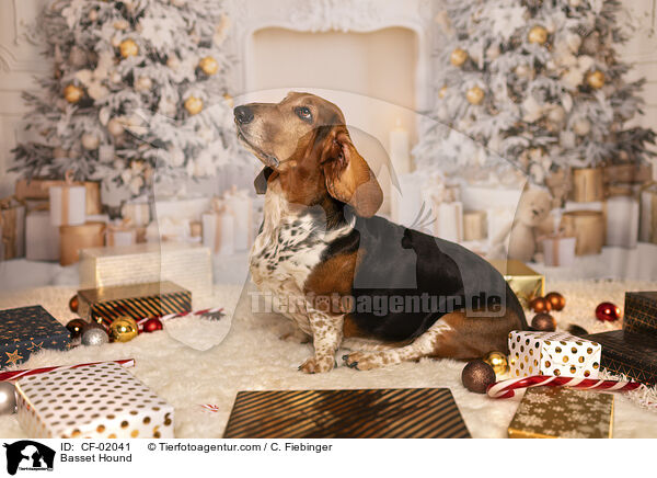 Basset Hound / Basset Hound / CF-02041
