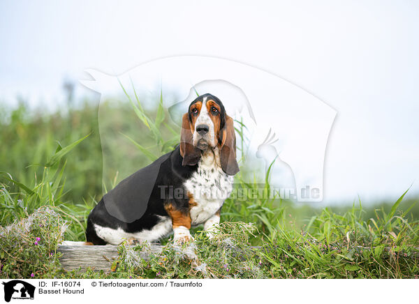 Basset Hound / Basset Hound / IF-16074