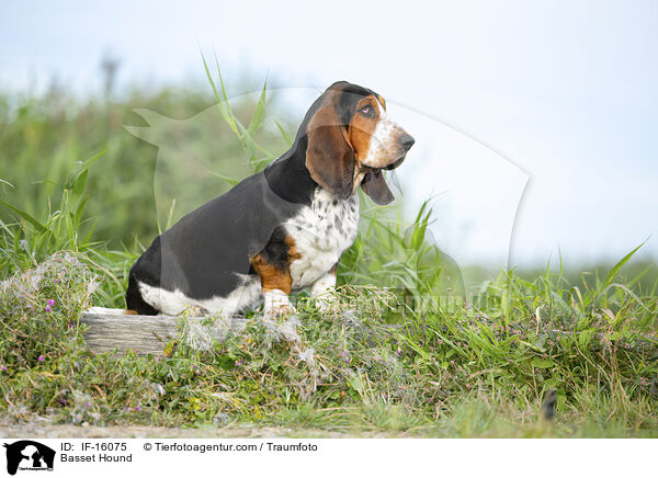 Basset Hound / Basset Hound / IF-16075