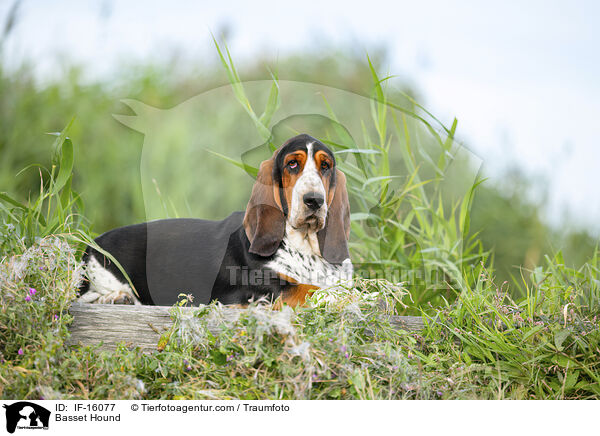 Basset Hound / Basset Hound / IF-16077