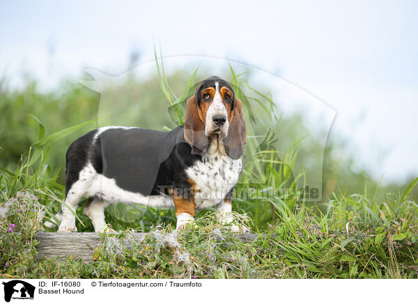Basset Hound / Basset Hound / IF-16080