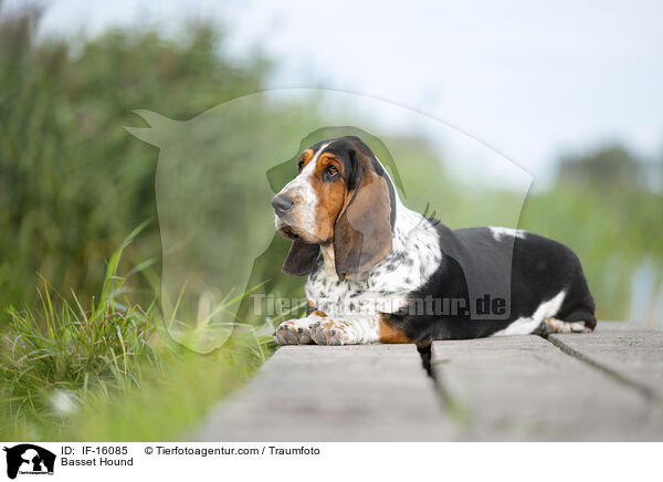 Basset Hound / Basset Hound / IF-16085