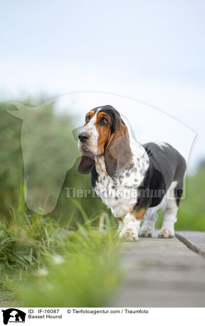 Basset Hound / Basset Hound / IF-16087