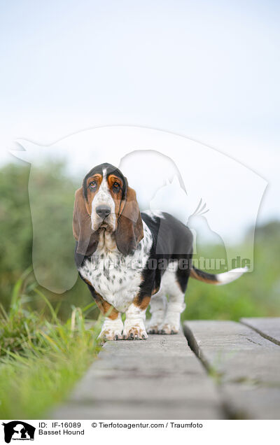 Basset Hound / Basset Hound / IF-16089