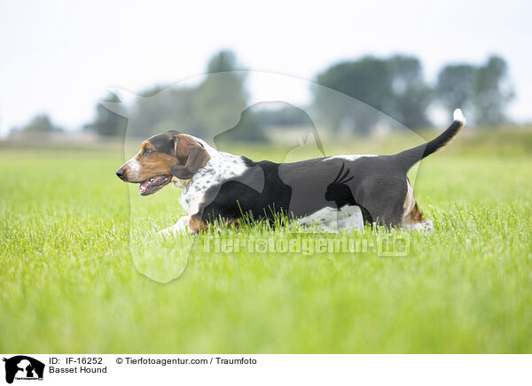 Basset Hound / Basset Hound / IF-16252