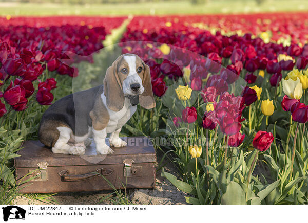 Basset Hound im Tulpennfeld / Basset Hound in a tulip field / JM-22847