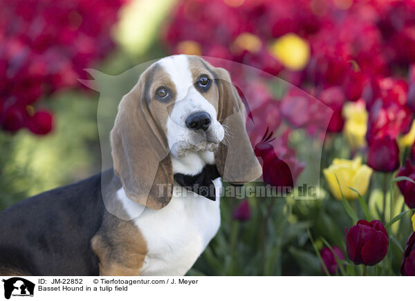 Basset Hound im Tulpennfeld / Basset Hound in a tulip field / JM-22852