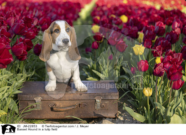 Basset Hound im Tulpennfeld / Basset Hound in a tulip field / JM-22853