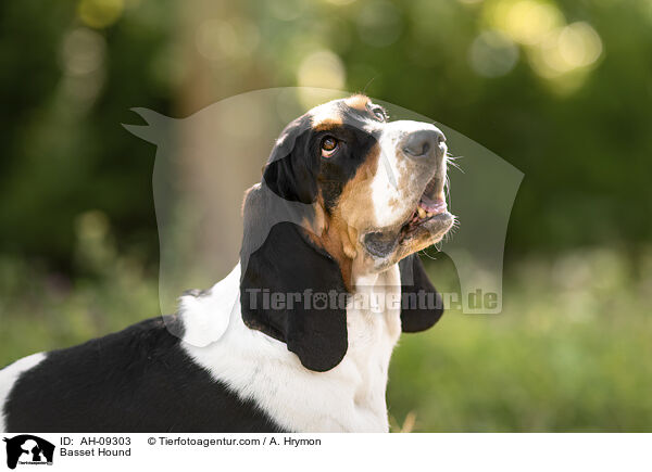 Basset Hound / Basset Hound / AH-09303