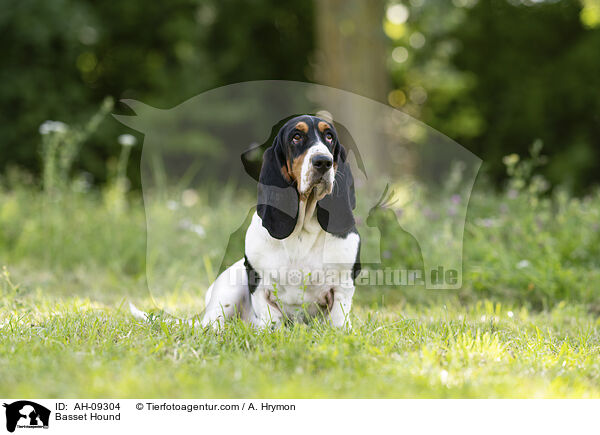 Basset Hound / Basset Hound / AH-09304