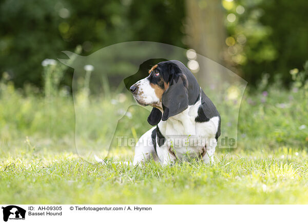 Basset Hound / Basset Hound / AH-09305
