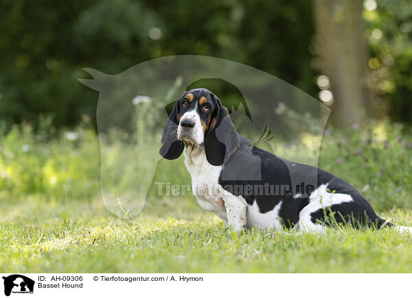 Basset Hound / Basset Hound / AH-09306
