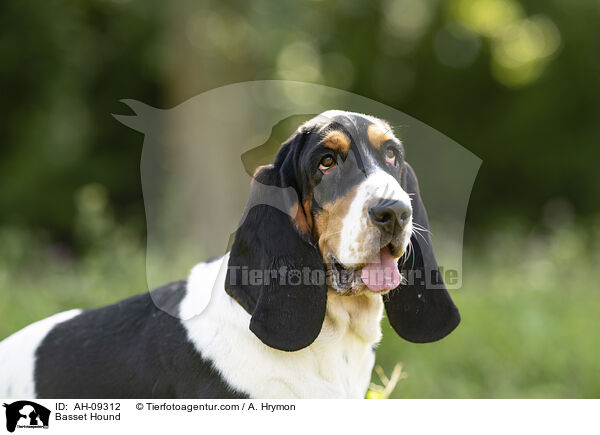 Basset Hound / Basset Hound / AH-09312