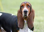 Basset Hound Portrait