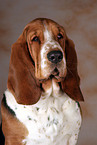 Basset Hound Portrait