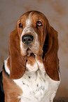 Basset Hound Portrait
