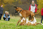 Basset Hound und Boxer