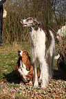 Basset Hound and Borzoi