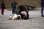 3 dogs