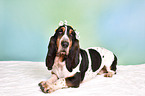 lying Basset Hound