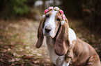 Basset Hound